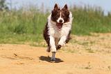 BORDER COLLIE 573
